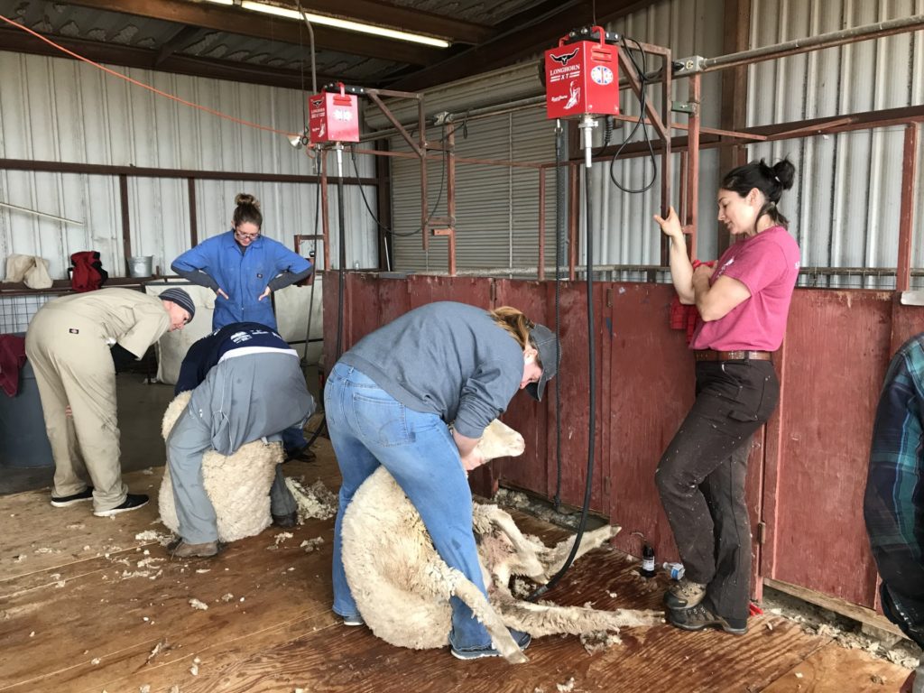 Students in the shearing barn practicing shearing sheep at the annual AgriLife Extension school