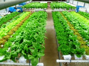 rows of lettuce being grown in a greenhouse