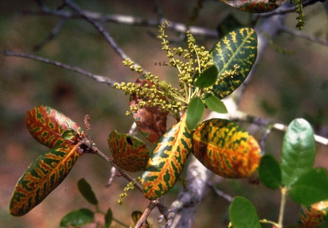 Oak leaves with symptoms of  oak wilt.