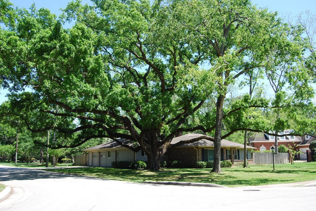 Texas Arbor Day oak tree