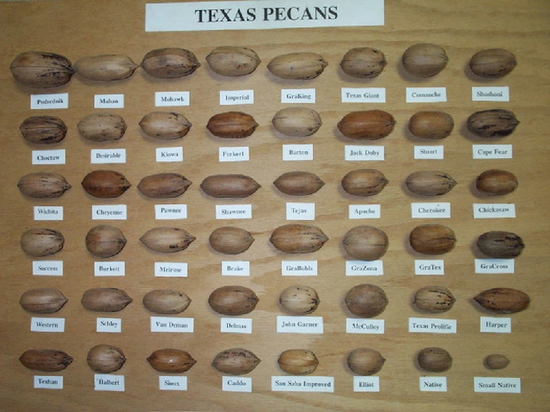 Display of almost varieties of pecans grown in Texas