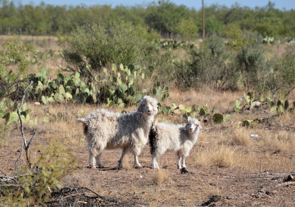 Two angora goats in a field - a topic in the new landowner series.