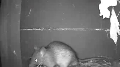 Night image of a rat in a garden
