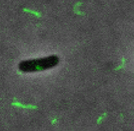 MiDetached from a dark E. coli cell, pili fluoresce green due to MS2 phages being used in antibiotic resistance work