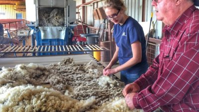 AgriLife Extension and Research workers handling fleece