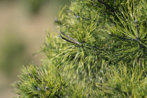 Close up photo of Christmas tree needles.