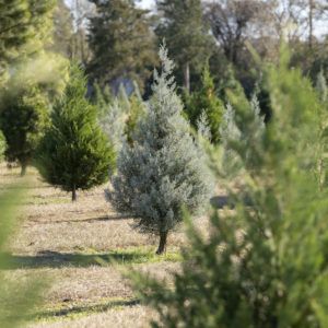 Purchasing real Texas Christmas trees boosts economy