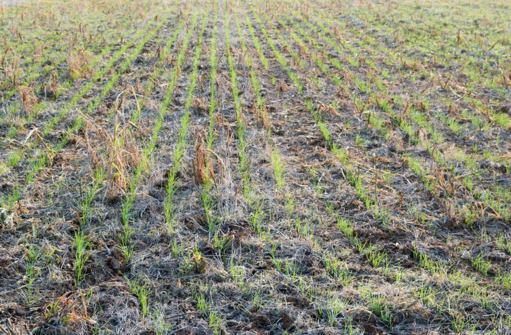 wheat growing through grazed cover crop stubble