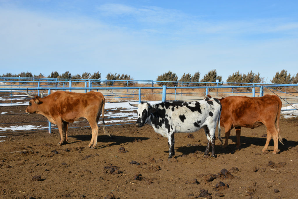 Criollo cattle in feedlot pens