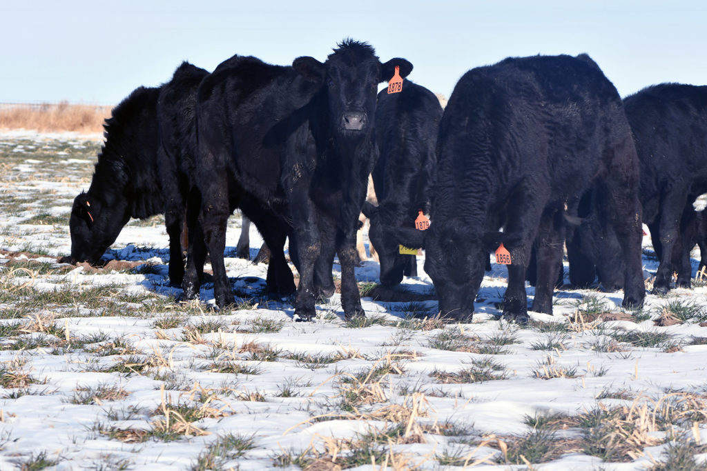 Criollo-crossed calves carry the black Angus look.