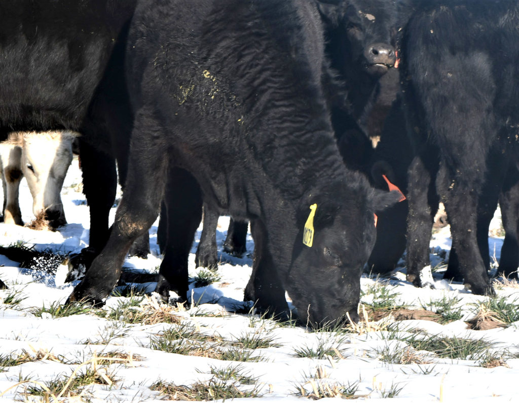 cattle grazing on snow covered wheat