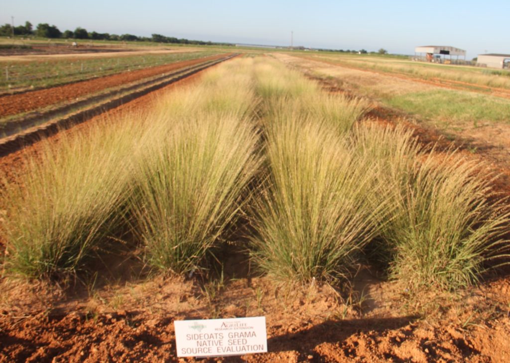 An AgriLife Research native oats trial field in Stephenville