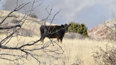 Cattle standing on dry pasture with scrub brush