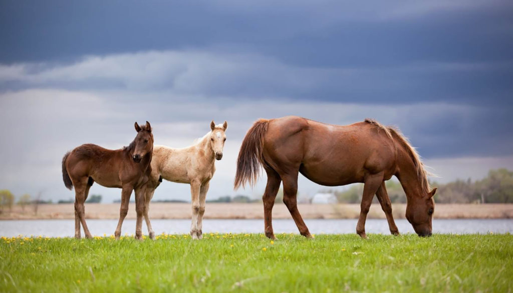 two foals and a mare - horses - equine reproduction