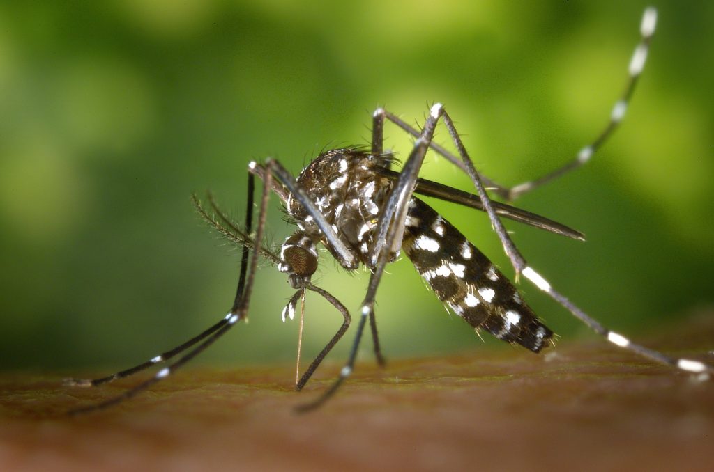 Aedes mosquito biting an arm