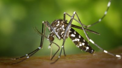 mosquito close-up
