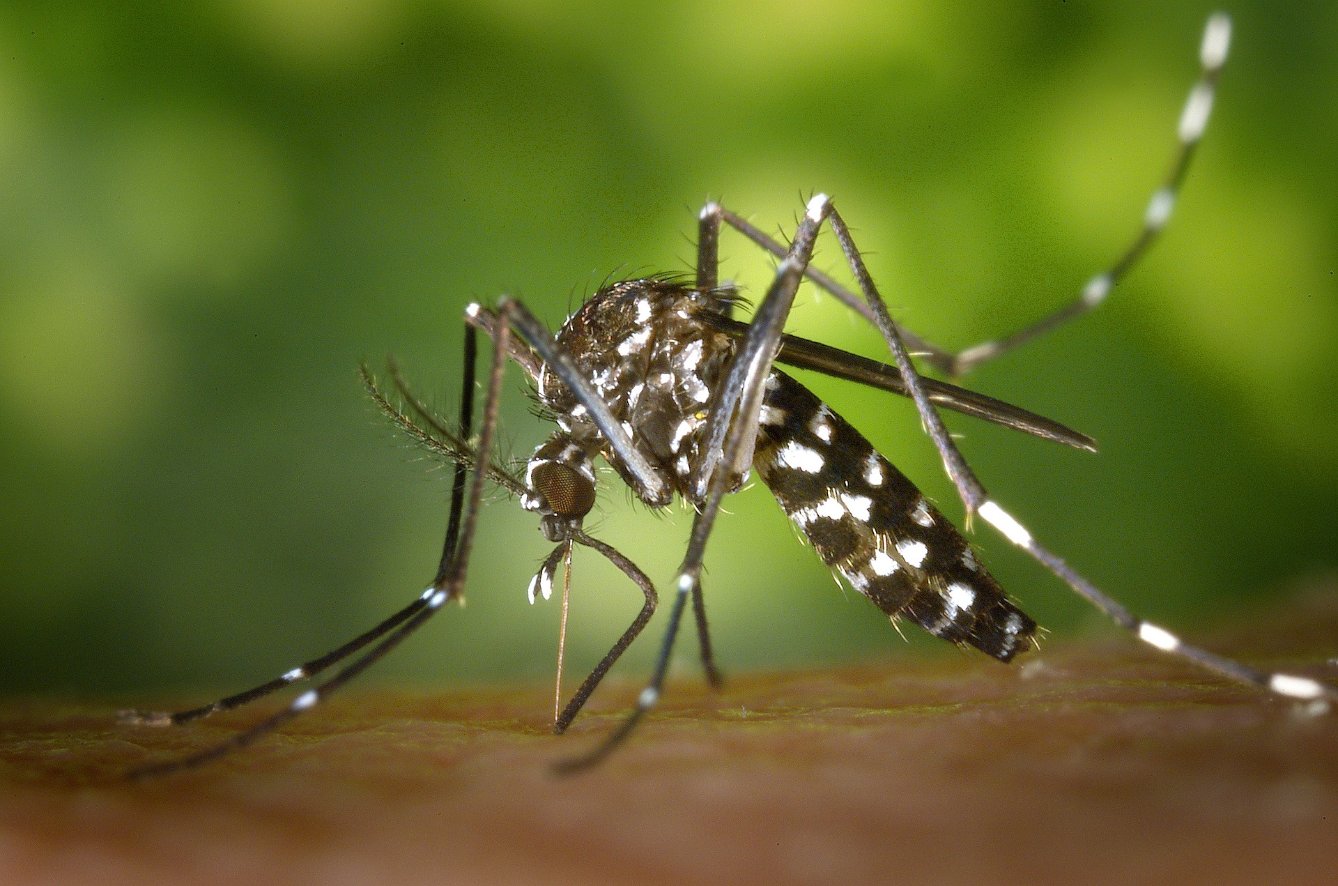 Natural Mosquito Control Durham Nc