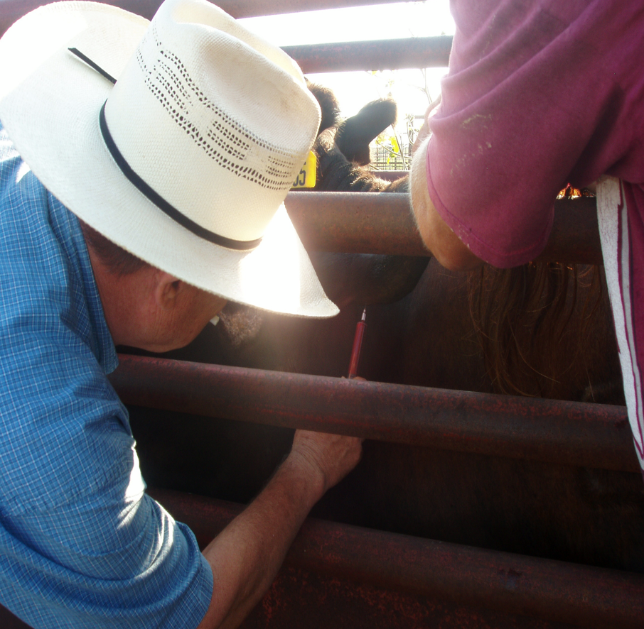 AgriLife Extension specialists taking tissue samples from cattle in a pen to check for mineral toxicity