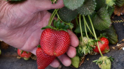 AgriLife's Russ Wallace holding a test field strawberry plant's berries in his hand. Most of the berries are large and red, but a few smaller green berries are also on the plant.