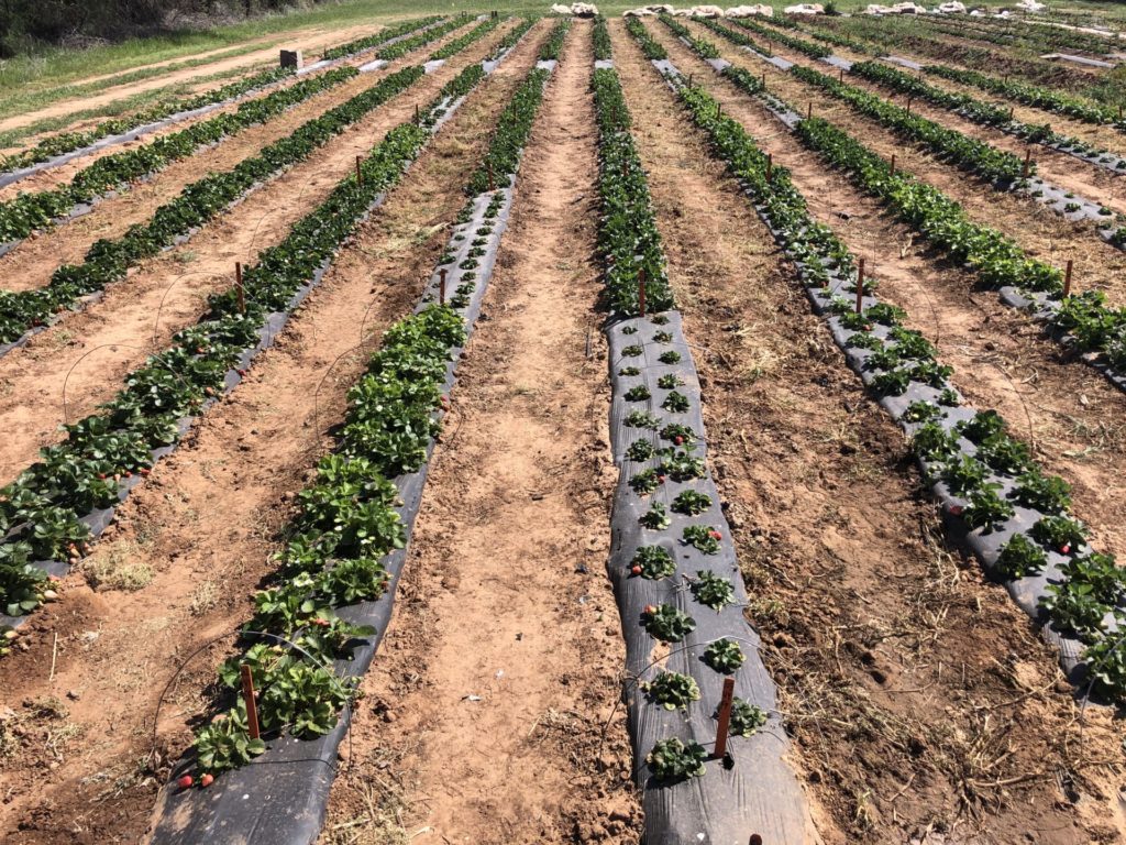 Rows of AgriLife field trial strawberries