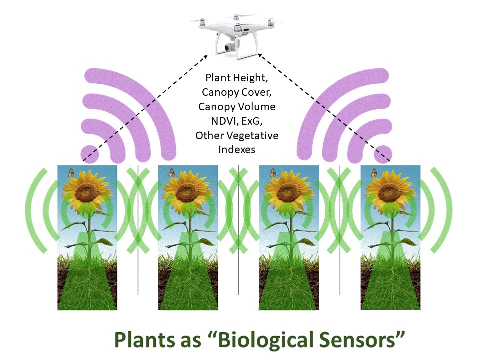 Graphic of plants as biological sensors