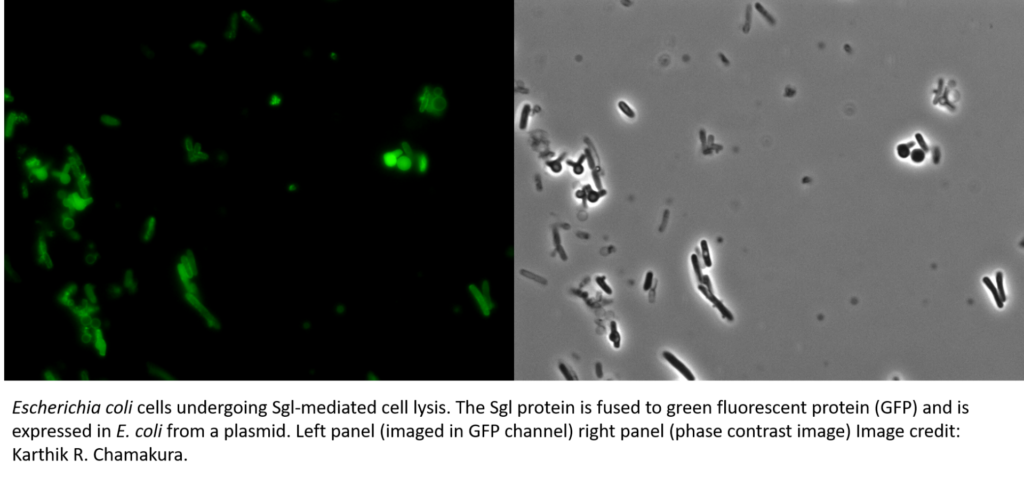 Microscopic images of E. coli cells undergoing lysis