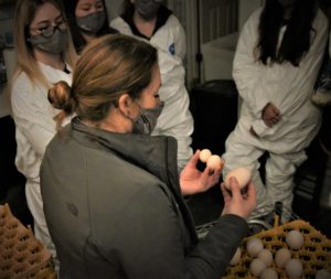 Inspecting eggs. 