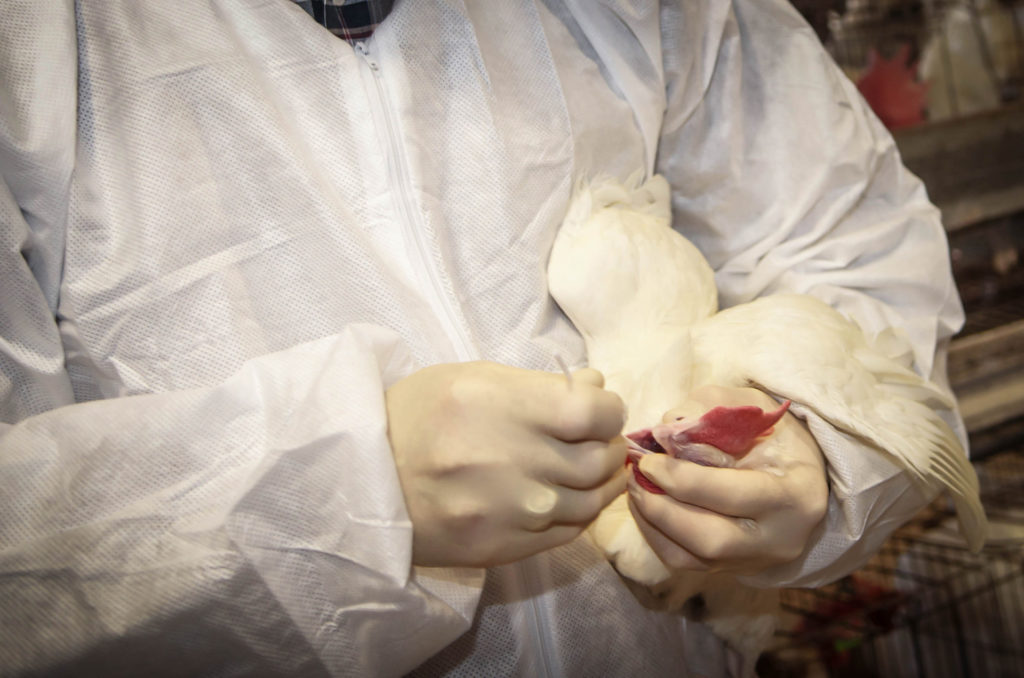 Person in a white lab coat holding chicken to swab test it for influenza A.