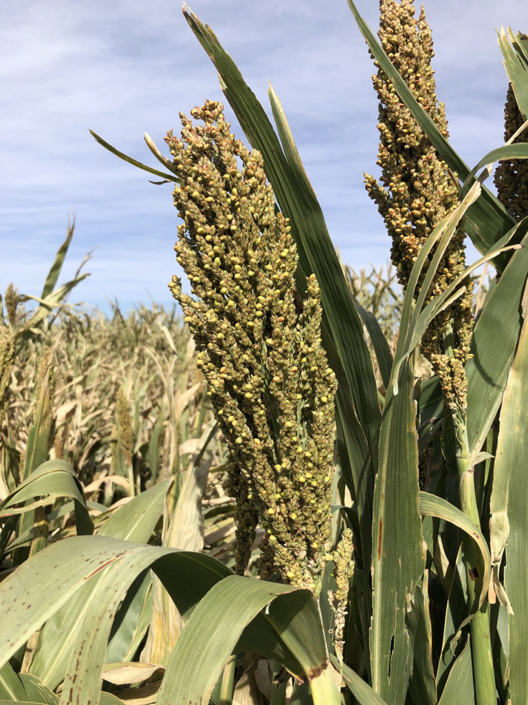 Two heads of forage sorghum against the blue sky