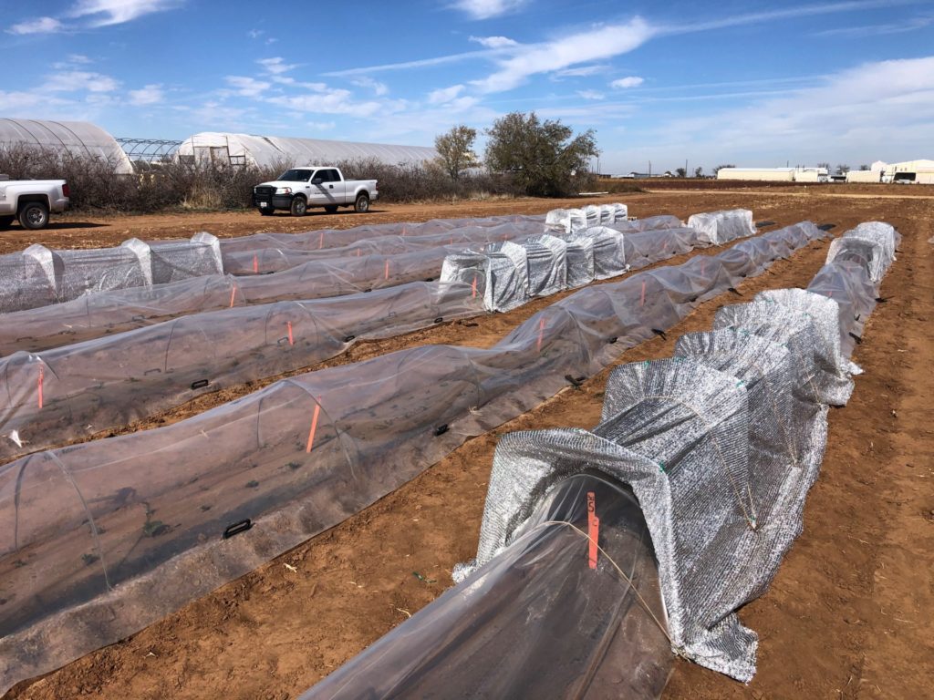 Outdoor shading trials of AgriLife strawberries in Lubbock