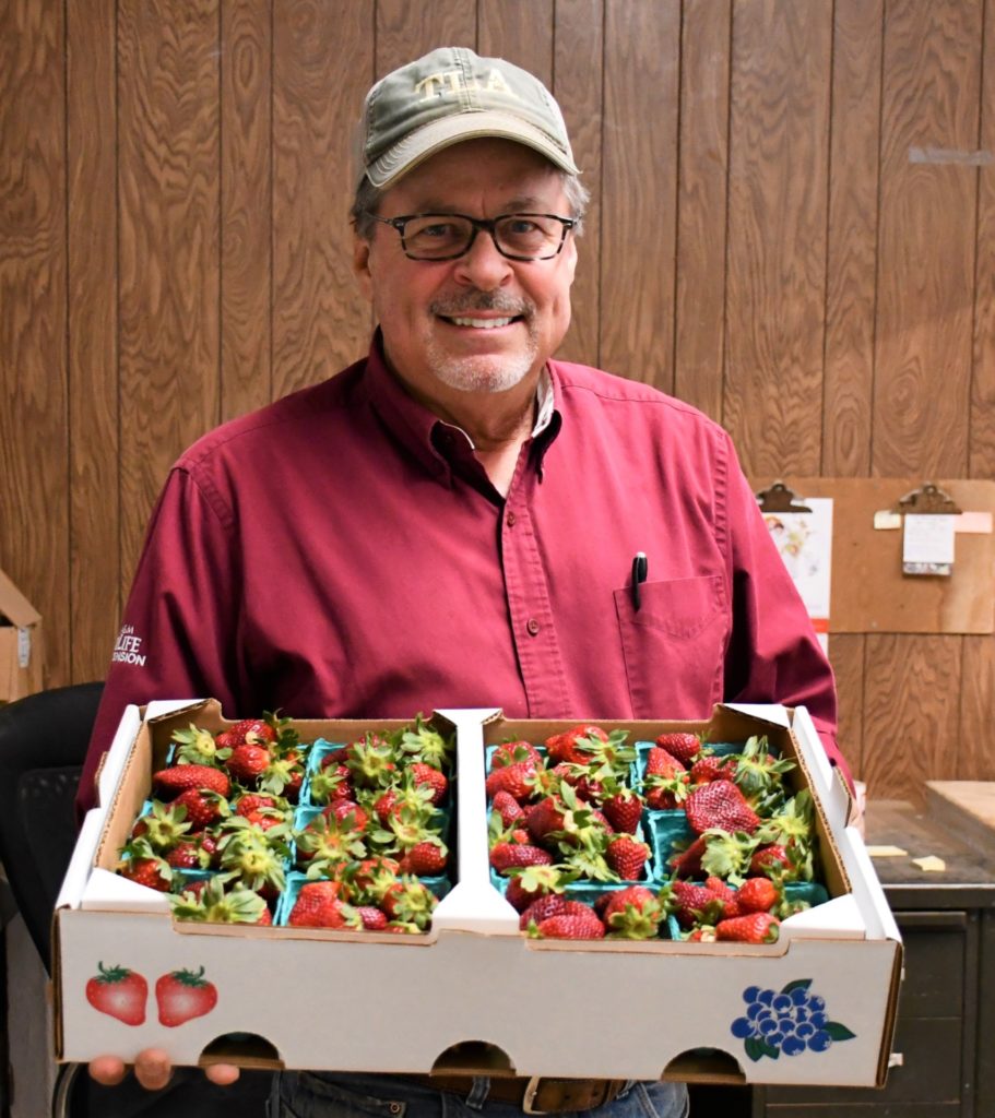 AgriLife's Russ Wallace holding a carton of strawberries from field trials in his office