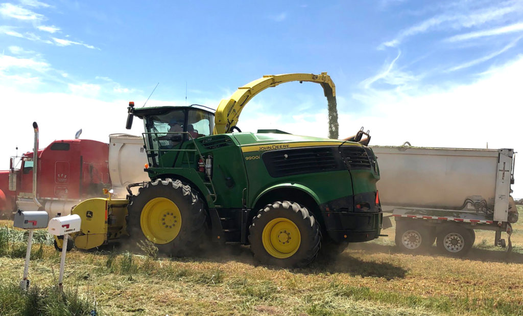 Equipment loads green-chopped wheatlage directly into a semi-truck.