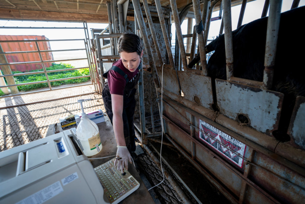 Woman, Rebecca Poole, stands chute-side in outdoor covered pen utilizing a mobile ultrasound to check reproduction of a cow.