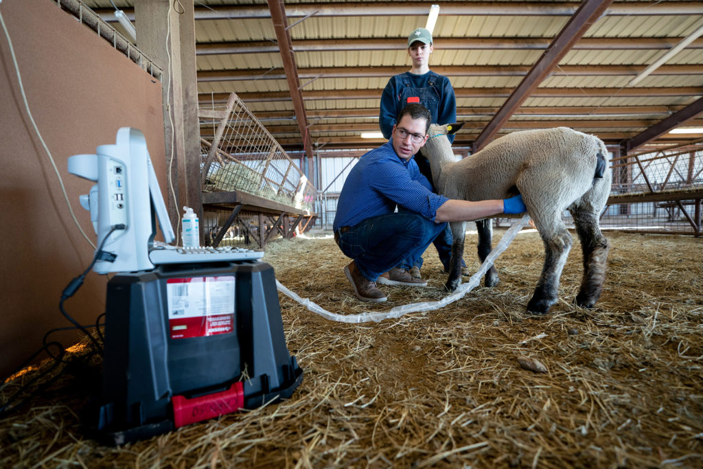 Dr. Rodolfo Cardoso takes a sonogram on a ewe in a barn to check for fertility.