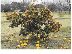 citrus trees like this one were left with their fruit laying on the ground