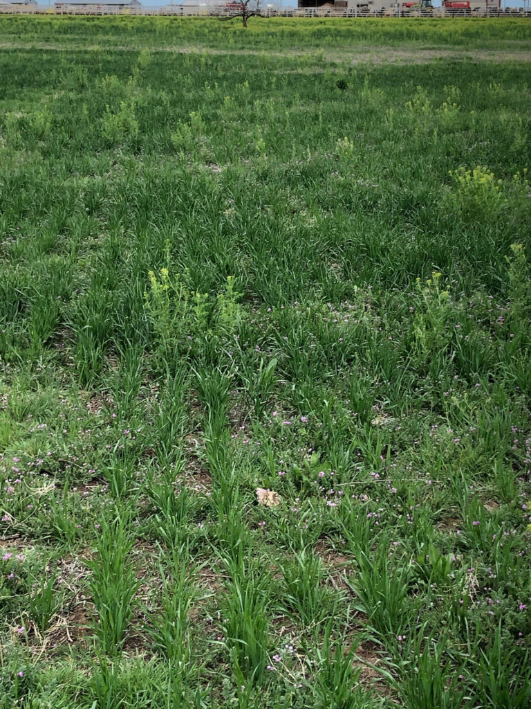The pasture-cropping practice - wheat drilled into grassland - at West Texas A&M University.