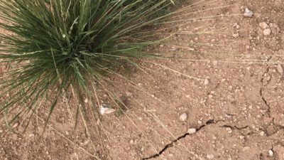 Closeup of drought-cracked brown earth with spikey green plant