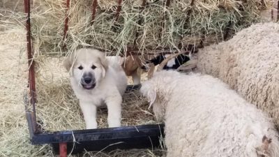 An AgriLife Extension LGD puppy sitting in a feeder surrounded by sheep