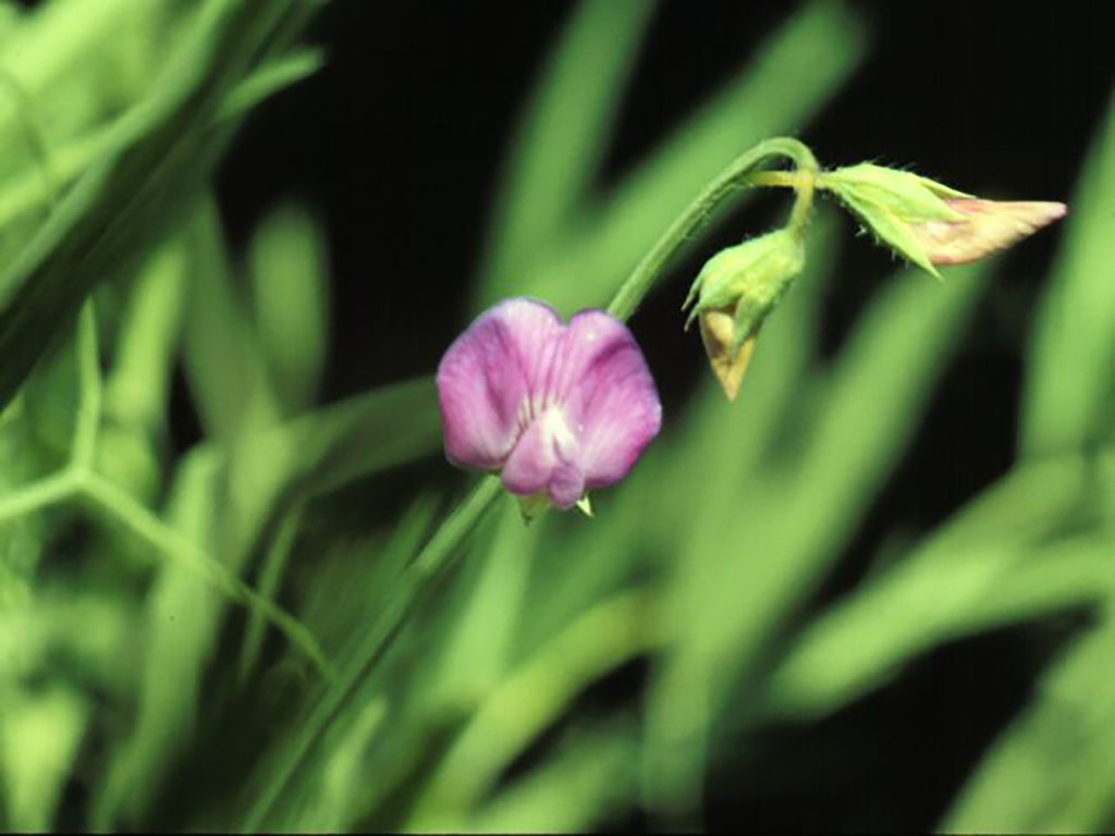 Austrian winter pea is a toxic plant