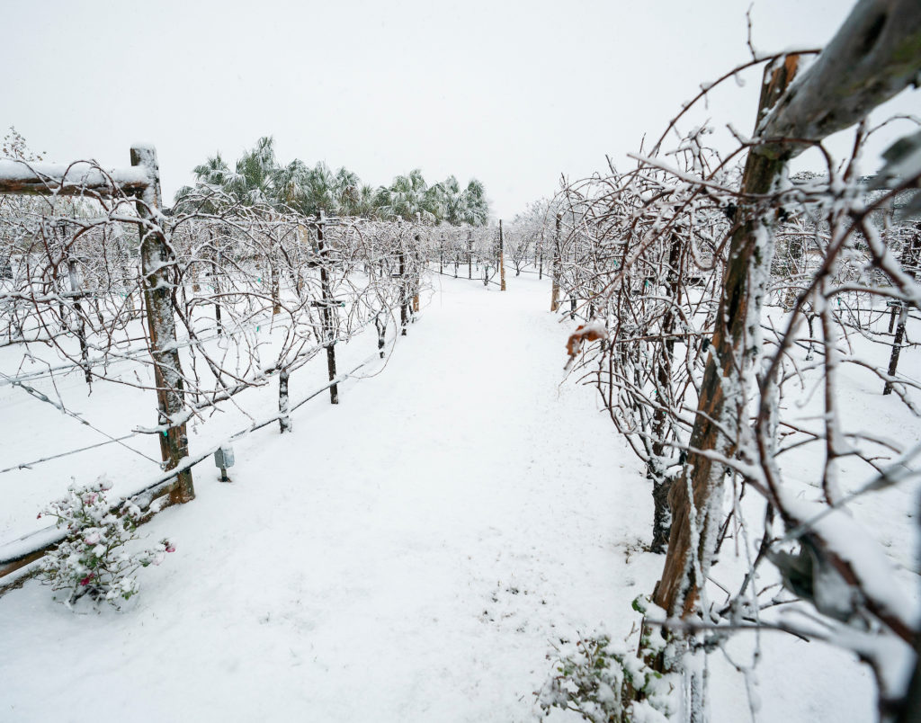 Snow-covered grapevines left in wake of Winter Storm Uri.