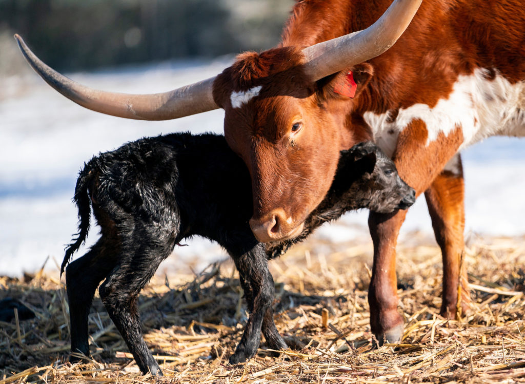 Mother longhorn cow taking care of newborn calf. New calves kept cattle producers busy during the storm. 