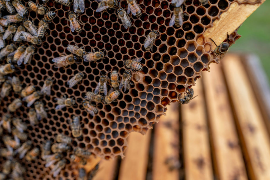 honey bees crawl on a honeycomb