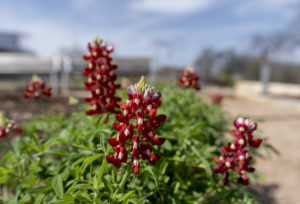 Maroon bluebonnets blooming in The Gardens at Texas A&M.