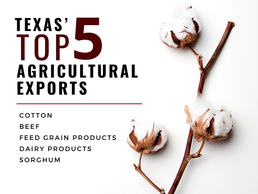 Texas A&M AgriLife graphic depicting Texas'  top 5 Agricultural Exports: Cotton, beef, feed grain products, dairy products, sorghum