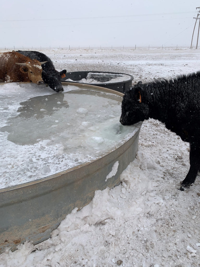 Cattle at a water tank that is iced over except for a small spot that was broken.