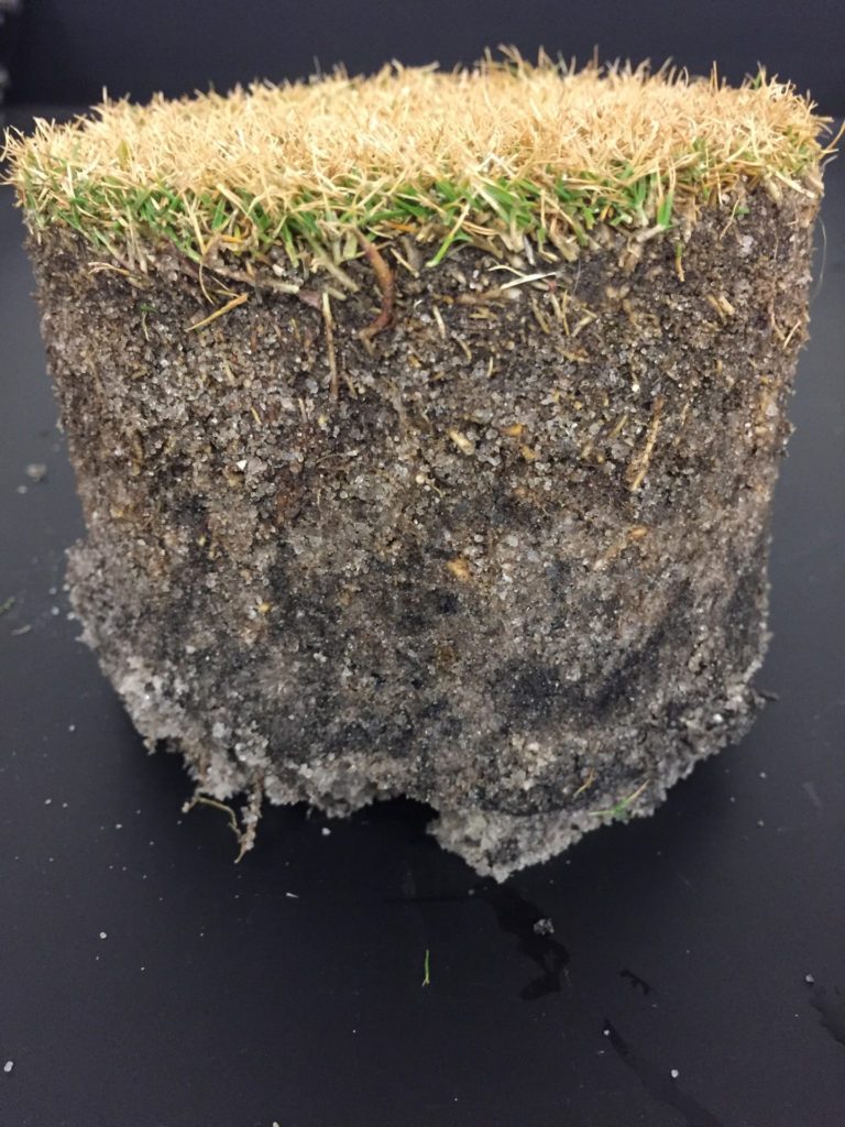 plug of zoysia grass with brown on the top and a small layer of green grass just above the soil line