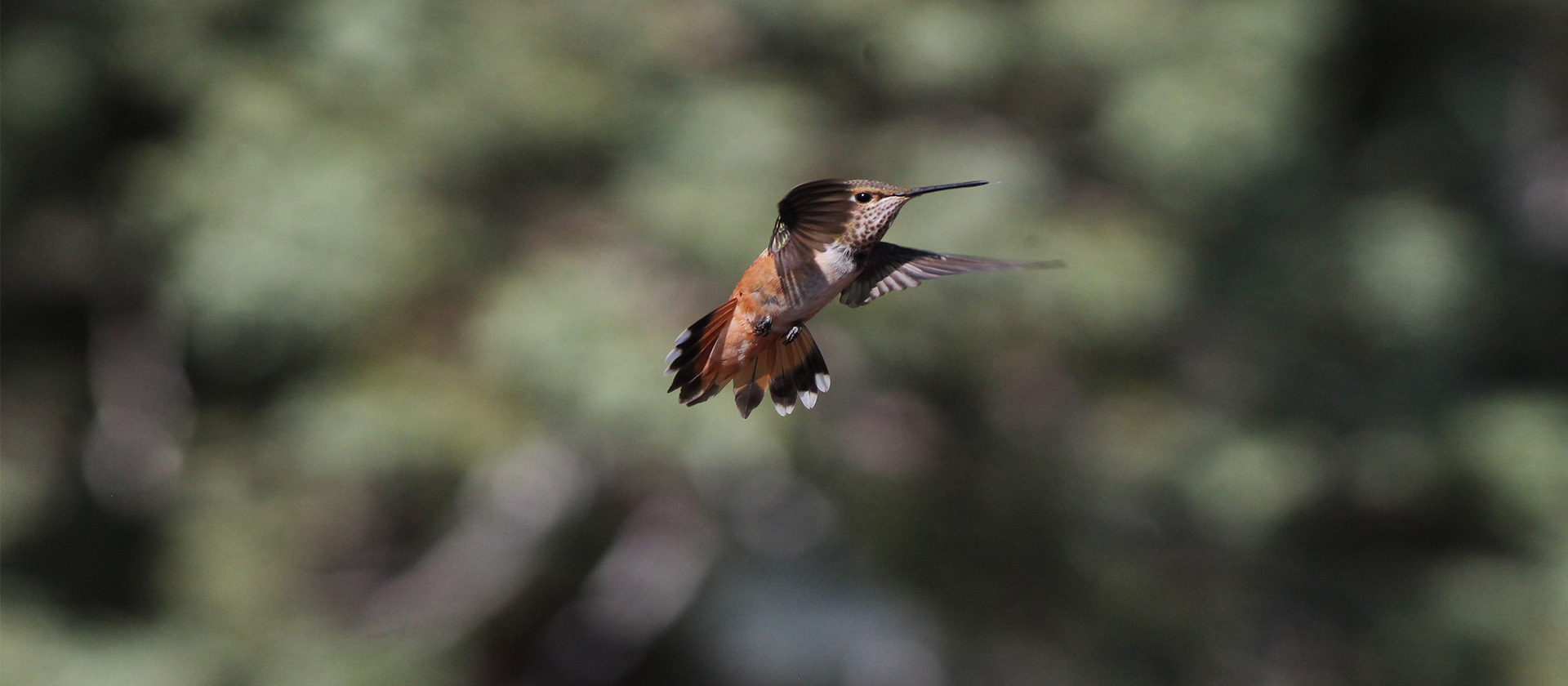 Hummingbirds focus of new online birding seminar Aug. 15-19