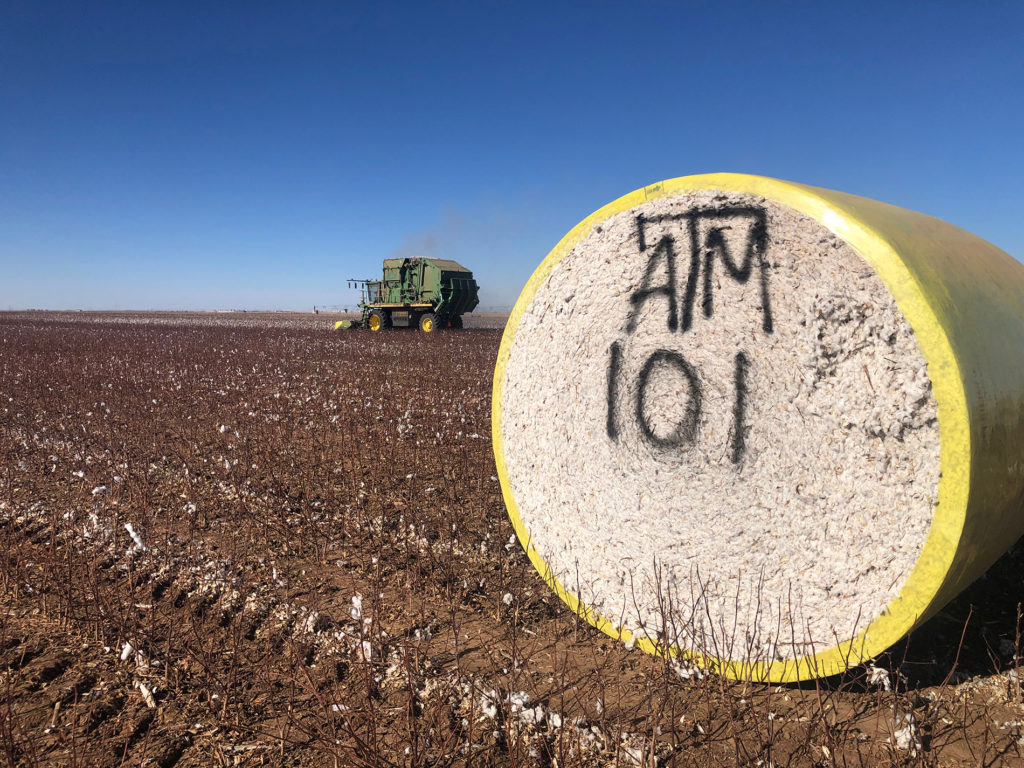 Field stripped of cotton with a harvester in the back and a round bale of cotton with TAM 101 spray painted on it.