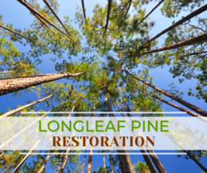 Longleaf pine restoration graphic