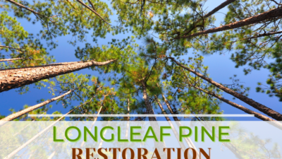 Longleaf pines restoration